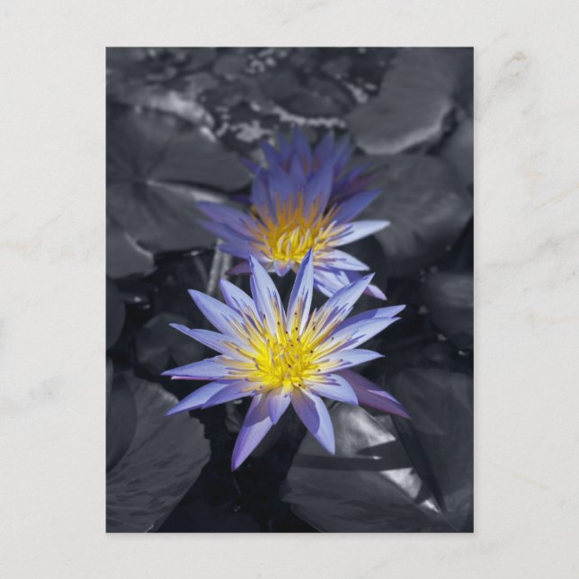 Cartão Postal Desenho Botânico Floral de Nenúfar Tropical (Frente)