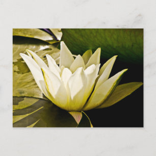 Cartão Postal Desenho Botânico Floral de Nenúfar Tropical