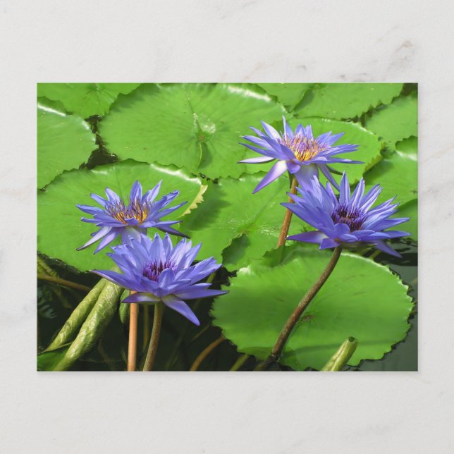Cartão Postal Desenho Botânico Floral de Nenúfar Tropical (Frente)