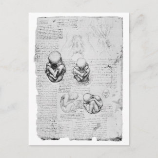 Cartão Postal Desenho da anatomia venosa de um feto