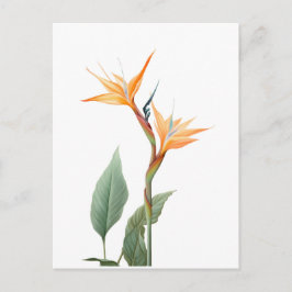 Cartão Postal Desenho da ave do paraíso (flor)