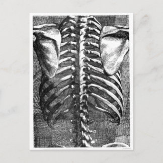 Cartão Postal Desenho da coluna vertebral e ribagem