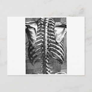 Cartão Postal Desenho da coluna vertebral e ribagem