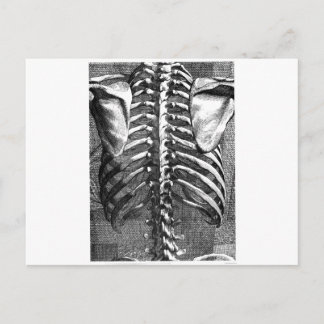Cartão Postal Desenho da coluna vertebral e ribagem