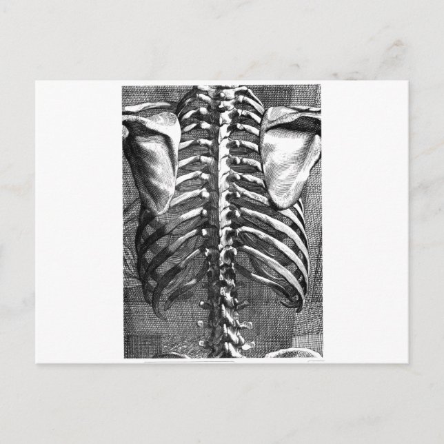 Cartão Postal Desenho da coluna vertebral e ribagem (Frente)