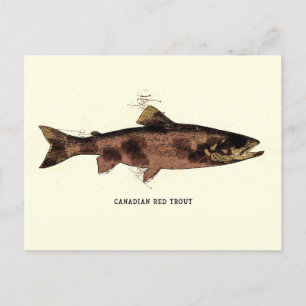 Cartão Postal Desenho da Ilustração da Trout Vermelha Canadense