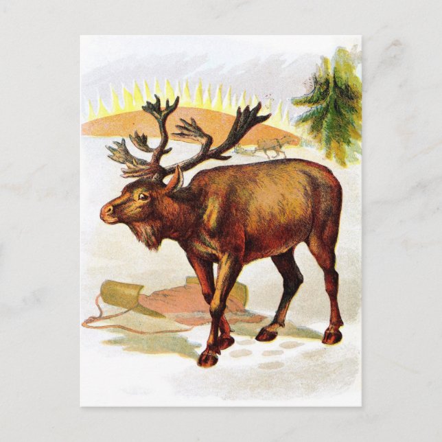 Cartão Postal Desenho da Vintage: Reindeer na neve (Frente)