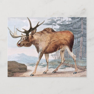 Cartão Postal Desenho Da Vintagem De Touro