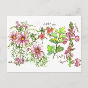 Cartão Postal Desenho das Flores do Snapdragon Cosmos Rosa