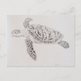 Cartão Postal Desenho das Tartarugas Costeiras