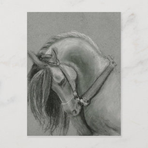 Cartão Postal Desenho de Cavalo Espanhol por Lucinda Knowlton