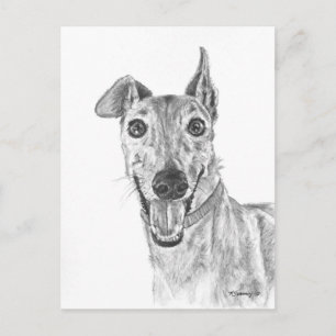 Cartão Postal Desenho de Closeup de Greyhound