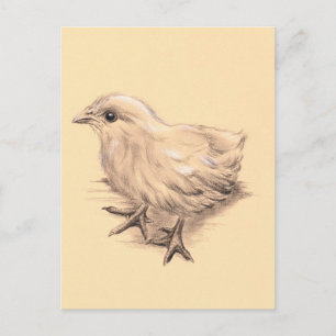 Cartão Postal Desenho de frango bebê