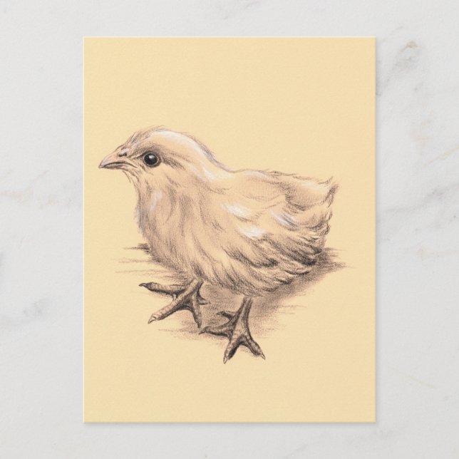 Cartão Postal Desenho de frango bebê (Frente)