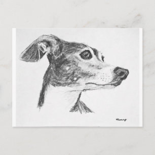 Cartão Postal Desenho de Greyhound Italiano