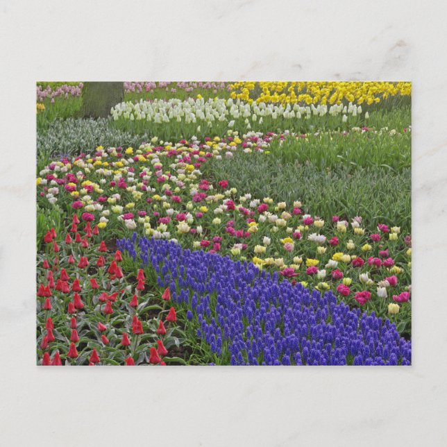 Cartão Postal Desenho de jardim de jacinto-de-uva e tulipas, (Frente)
