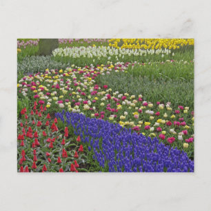Cartão Postal Desenho de jardim de jacinto-de-uva e tulipas,