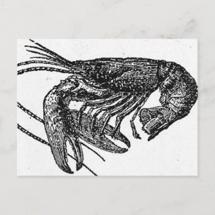 Cartão Postal Desenho De Lagosta Antigo