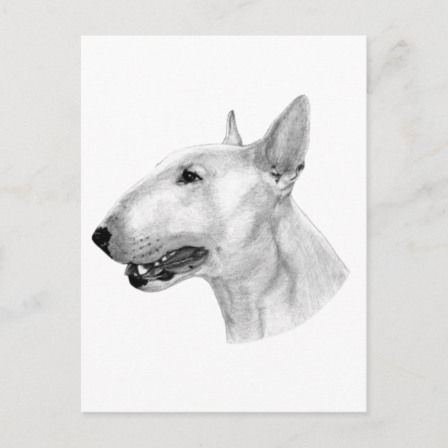 Cartão Postal Desenho de lápis Bull Terrier (Frente)