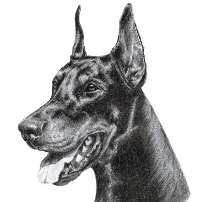 Cartão Postal Desenho de Lápis Doberman (Doberman Pencil Drawing
)