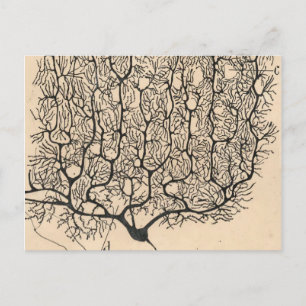 Cartão Postal Desenho De Neuron Por Santiago Ramón Y Cajal