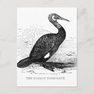 Cartão Postal Desenho de pássaro vintage Cormorant vida selvagem