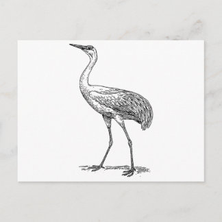 Cartão Postal Desenho de Pássaros de Crane