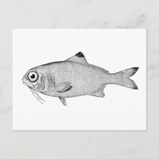 Cartão Postal Desenho de peixe-safra (Frente)