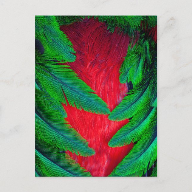 Cartão Postal desenho de pena de quetzal resplandecente (Frente)