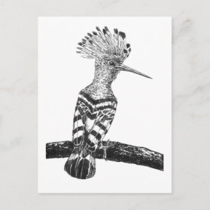 Cartão Postal Desenho de poupa