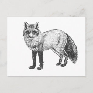 Cartão Postal Desenho de raposa