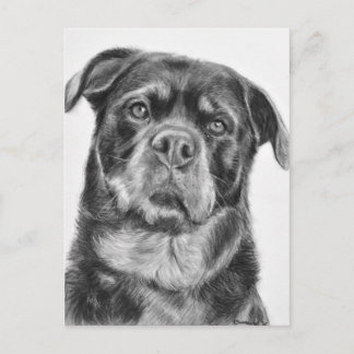 Cartão Postal Desenho de Rottweiler