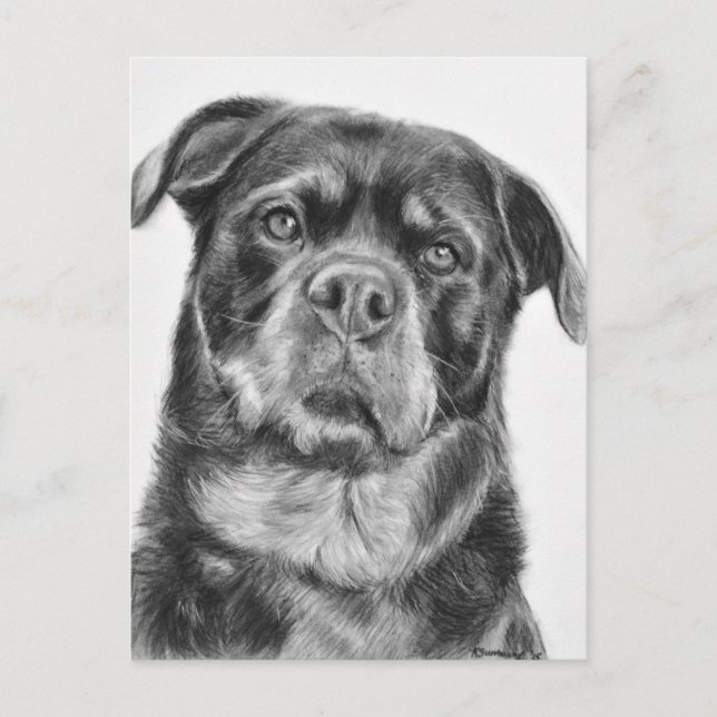 Cartão Postal Desenho de Rottweiler (Frente)