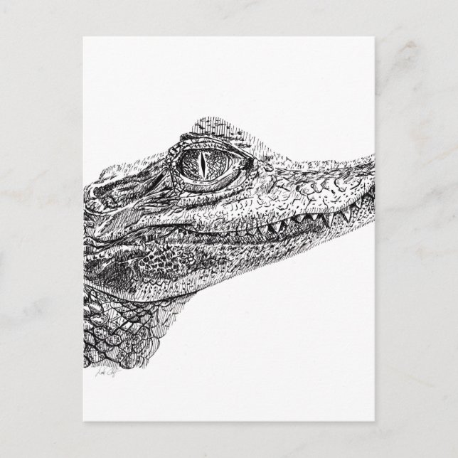 Cartão Postal Desenho de Tinta Crocodilo Bebê (Frente)