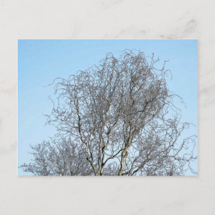 Cartão Postal Desenho de Tree Branches Ink