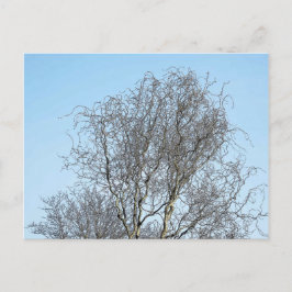 Cartão Postal Desenho de Tree Branches Ink