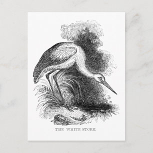 Cartão Postal Desenho de Vida Selvagem de Aves Vintage de Stork 