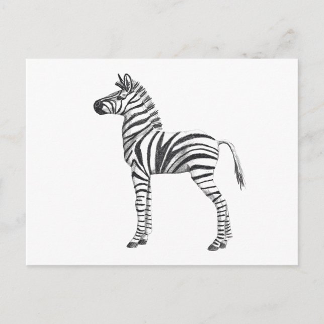 Cartão Postal Desenho de Zebra Bebê Bonita (Frente)