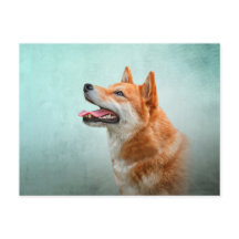 Desenho do cão Shiba Inu Japonês