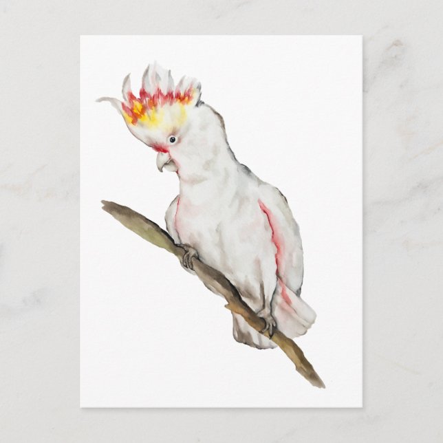 Cartão Postal Desenho em aquarela de um papagaio-católico (Frente)