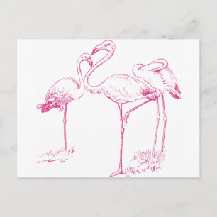 Cartão Postal Desenho Flamingo Rosa Vintage