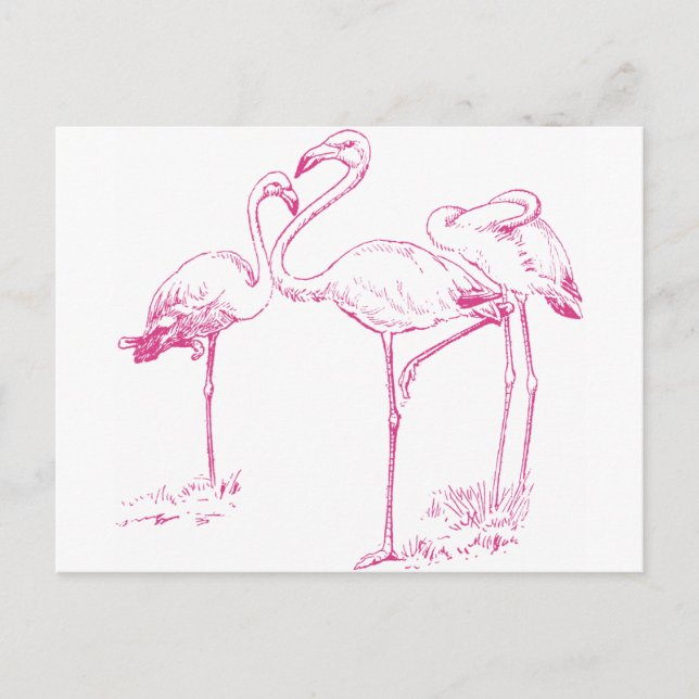 Cartão Postal Desenho Flamingo Rosa Vintage (Frente)