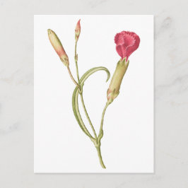 Cartão Postal Desenho manual Flor de dianthus cor-de-rosa