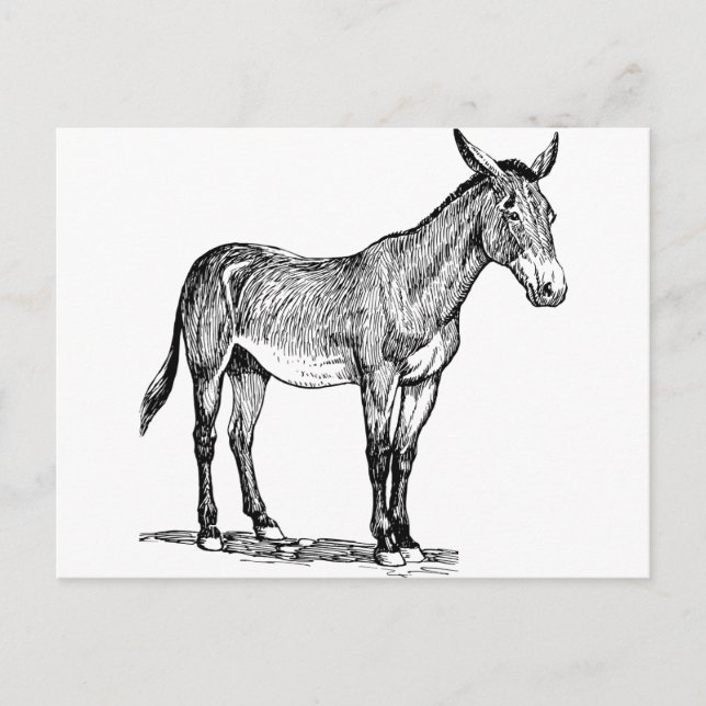 Cartão Postal Desenho Mule, Stubborn (Frente)