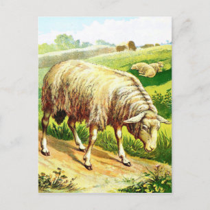 Cartão Postal Desenho Vintage: A Ovelha