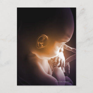 Cartão Postal Desenvolvimento Embriônico 5