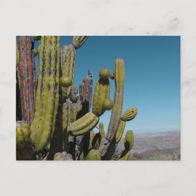 Cartão Postal Desert Cactus (Frente)
