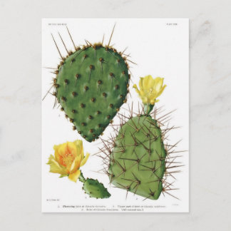 Cartão Postal Desert Cactus Plant Pattern Vintage