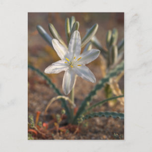 Cartão Postal Desert Lily Wildflower