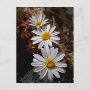 Cartão Postal Desert Star Wildflower